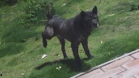 野猪和狗打架视频,一场动物世界的生死较量