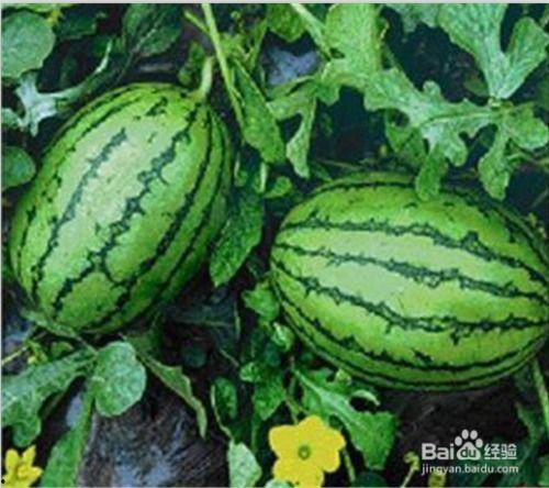 香港网红吃瓜事件,揭秘网络舆论的发酵与真相