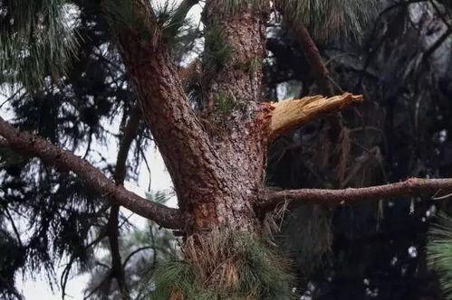 浙江女生树枝无码,树枝无码照片引发网友热议