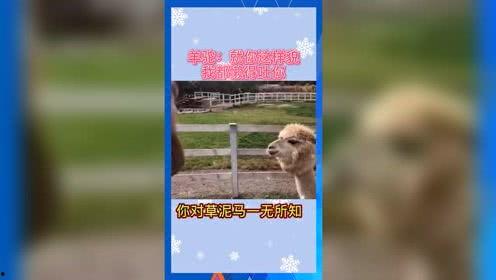 娱乐吃瓜阵地,吃瓜阵地里的幕后故事
